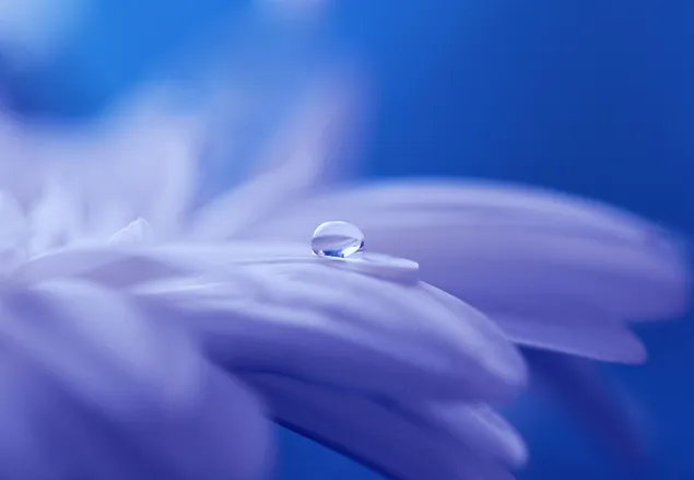 Macro-opname van waterdruppel in een witte bloem