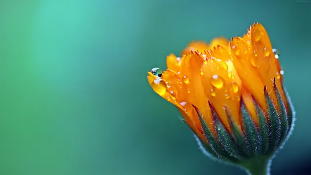 Macro-opname van waterdruppels gevormd na regen op de bloembladen van een oranje bladbloem 4K achtergrond