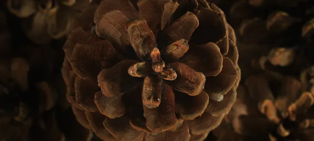 Macro technical photo shoot of natural brown cone with blurred background