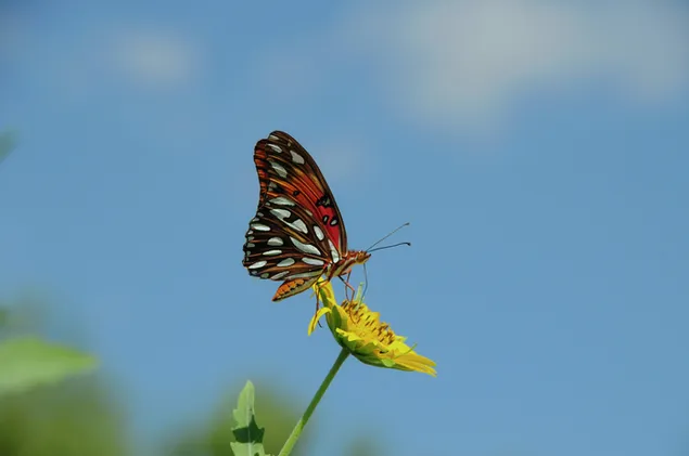 vista macro de papallona vermella i negra sobre flor groga baixada