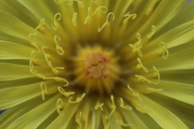 Makrogelbe Blume