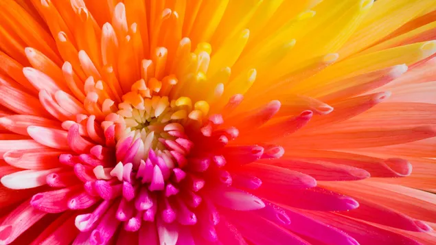 Macrofotografie van een bloem in rode en gele tinten