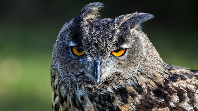Owl Mad íoslódáil