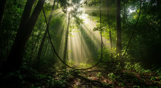 magicne sunceve zrake struje kroz gusto lisce dzungle, bacajuci dramaticne sjene i osvjetljavajuci bujno, zivopisno raslinje preuzmi
