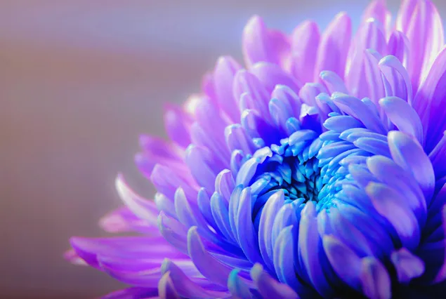 Bunga Krisan ungu yang luar biasa dari dekat