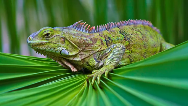 Iguana hewan megah di daun hijau