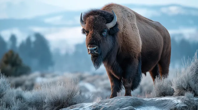 majestueuze bizons op een hoge bergkam tijdens een koele winterdag download