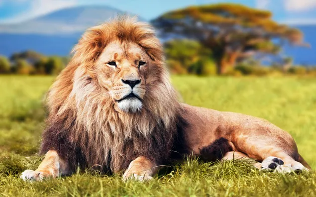 León majestuoso descansando en la sabana 2K fondo de pantalla