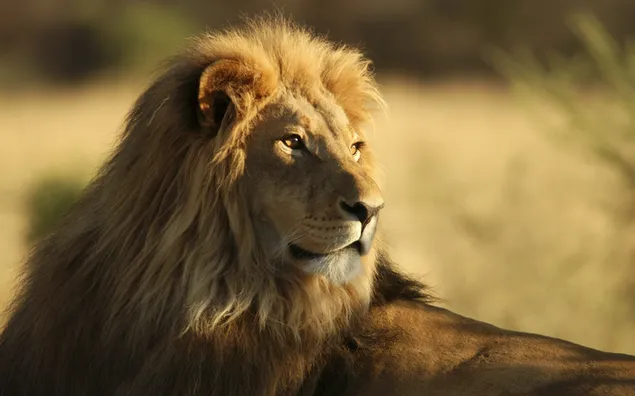 Majestätischer Löwe 2K Hintergrundbild