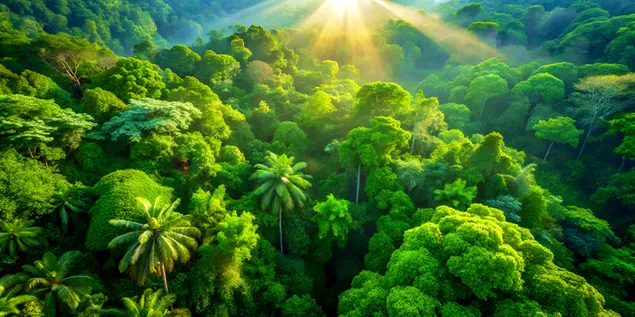 阳光透过树叶照射下来，映衬着翠绿的丛林树冠，壮丽的俯瞰图 4K 壁纸