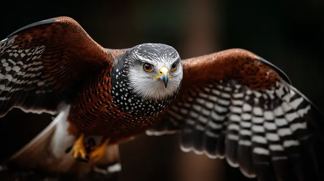 maestoso rapace in volo con le ali spiegate scarica