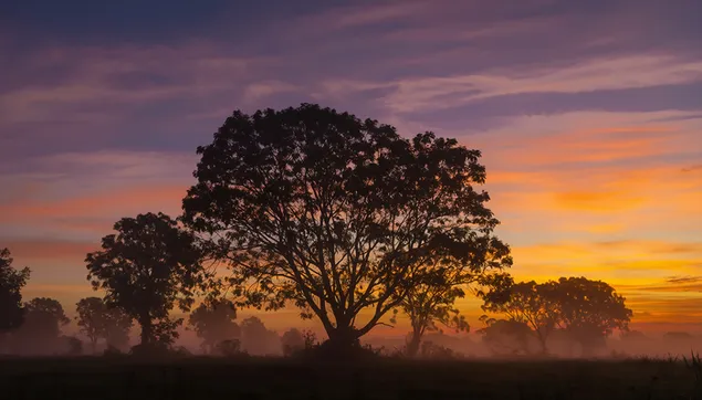 壮丽的日落树木：绚丽的天空与朦胧的景色 8K 壁纸