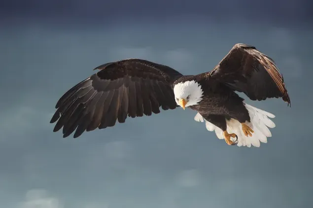 Majestuosa pose de águila calva voladora al aire libre