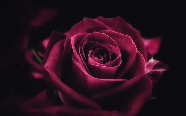 Makro Rose auf schwarzem Hintergrund herunterladen