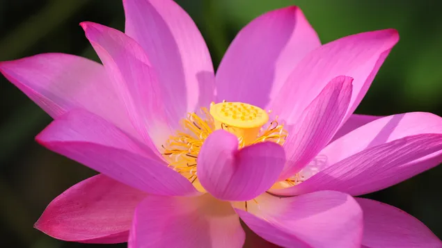 Makroaufnahme Lotusblüte auf dunkelgrünem Hintergrund jedoch unscharf herunterladen