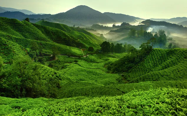 Malaysian tea plantation with marvelous nature in the fog download