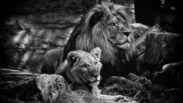 Männlicher und weiblicher Löwe