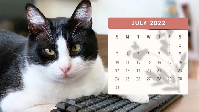 猫カレンダー2022年7月 ダウンロード