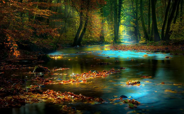 茂みの森の小さな小川