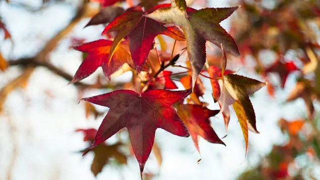 klenovyy list skachat'