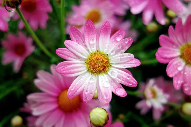 Margeriten-Gänseblümchen-Blumen 4K Hintergrundbild