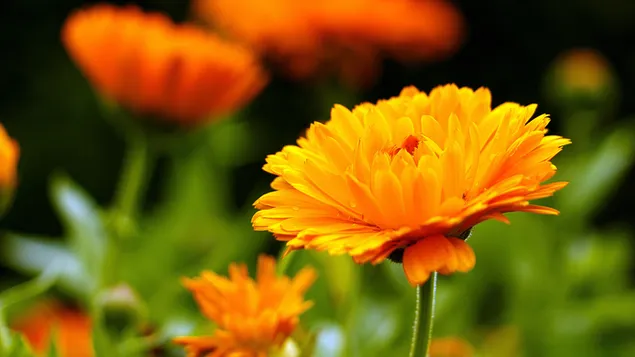Ringelblumen im Garten 4K Hintergrundbild