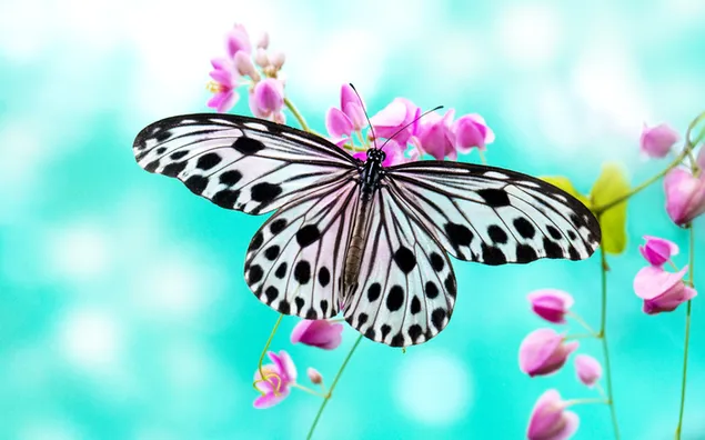 Mariposa blanco y negro en la flor
