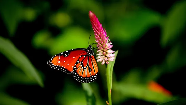 mariposa en la flor descargar