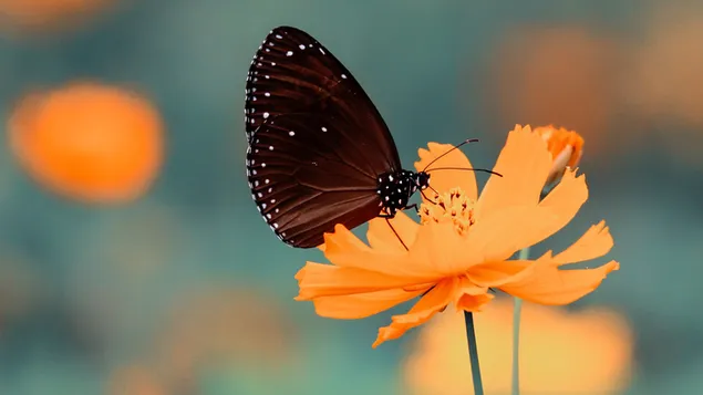 mariposa y flor de naranja descargar