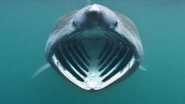 Mega miệng Basking Shark tải xuống