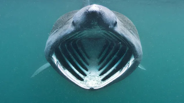 Mega mund Basking Shark download
