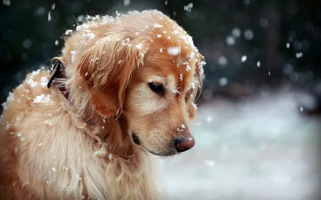 美しいゴールデンレトリバーの犬と雪片 ダウンロード
