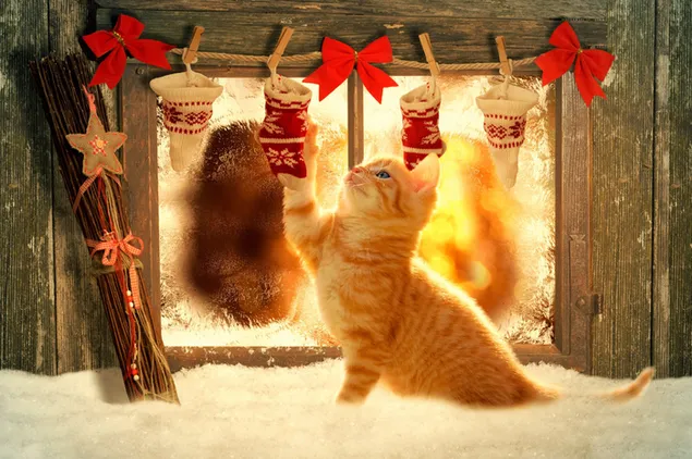 Merry kitty en kerstsokken