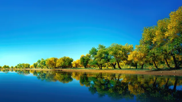 Mesmerized Forest and Lake Scenery download