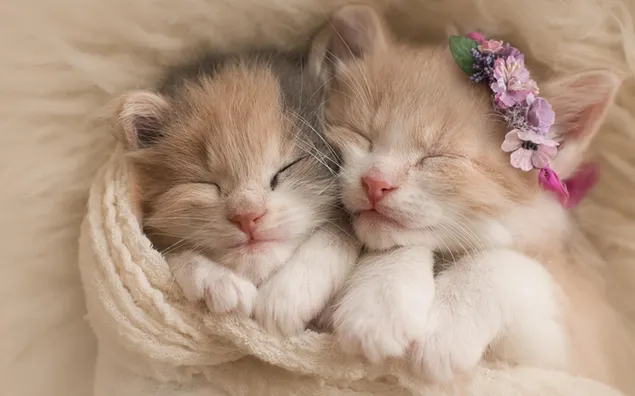 眠っている 2 つの白とオレンジ色のぶち子猫