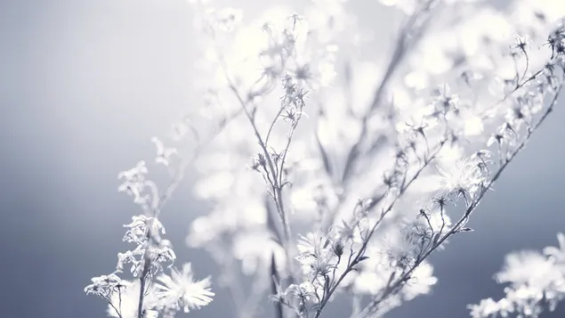 Mikroweiße Blüten 2K Hintergrundbild