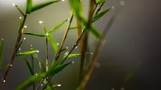 Microfoto de planta verde com partículas de água tiradas após a chuva 4K papel de parede