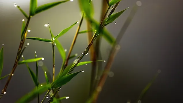 Mikrofoto tanaman hijau dengan partikel air yang diambil setelah hujan