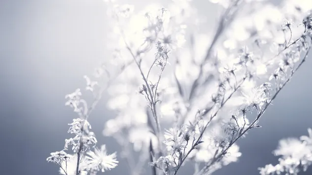 Mikroweiße Blüten herunterladen