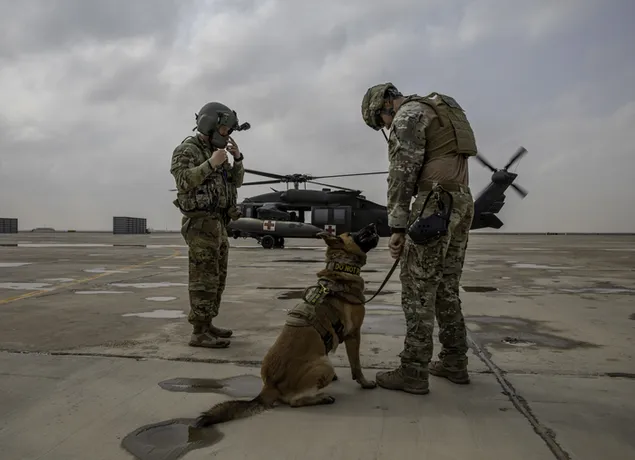 Військова робоча собака завантажити