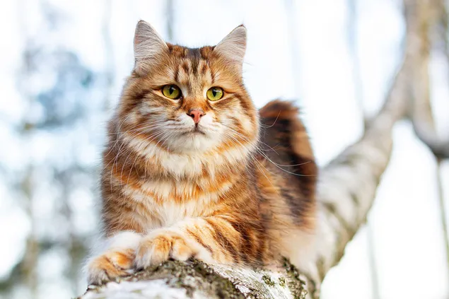 Mirada curiosa de un lindo gato marrón, negro y blanco sentado en una rama de árbol con patas extendidas