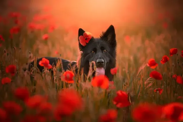 Mirada de un lindo perro negro en un campo de claveles a la luz del día