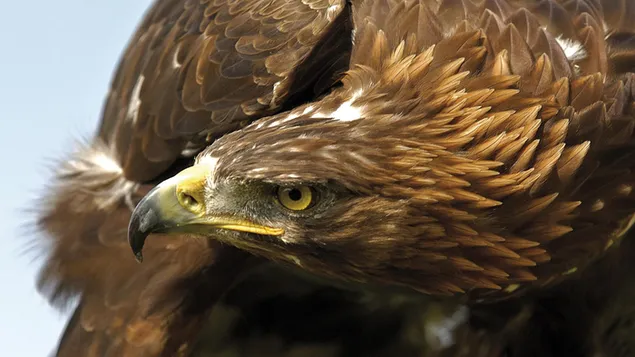 Mirada depredadora del águila real