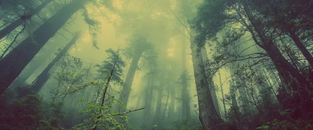 Mist forest