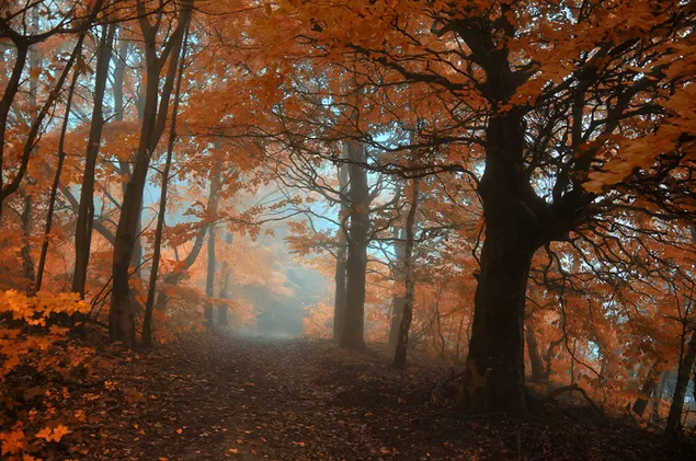 Bosque de otoño brumoso 4K fondo de pantalla