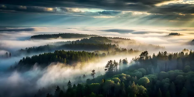 Misty Bird's-Eye View vun engem donkele Bësch begéint d'Mier ënner Wolleken Himmel 4K Tapeten