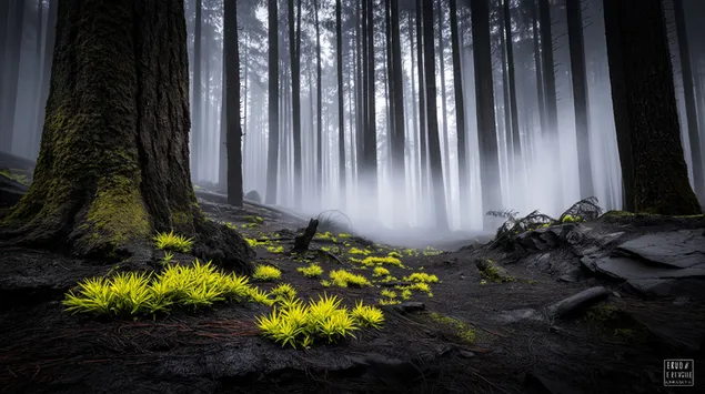 Dimmig skogsmark med vibrerande grönt lövverk 2K bakgrund