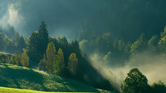 Nebliger Wald im Sonnenlicht 4K Hintergrundbild
