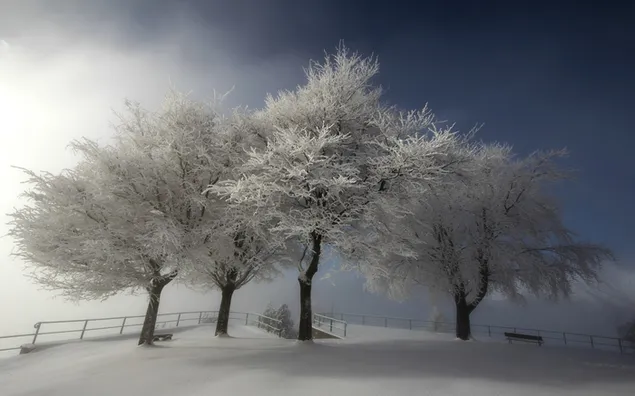 Taman berkabut di musim dingin HD wallpaper