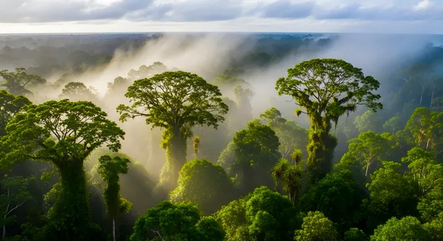 日出时分，热带雨林树冠笼罩在薄雾之中——郁郁葱葱的丛林景观 4K 壁纸